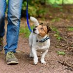 How often should you walk your dog