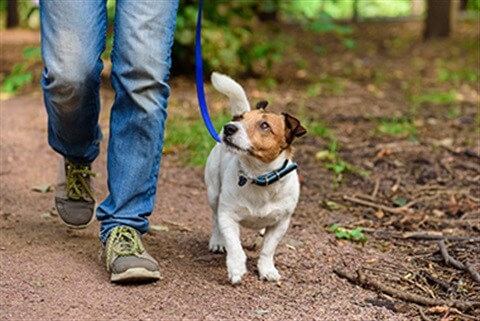 How often should you walk your dog